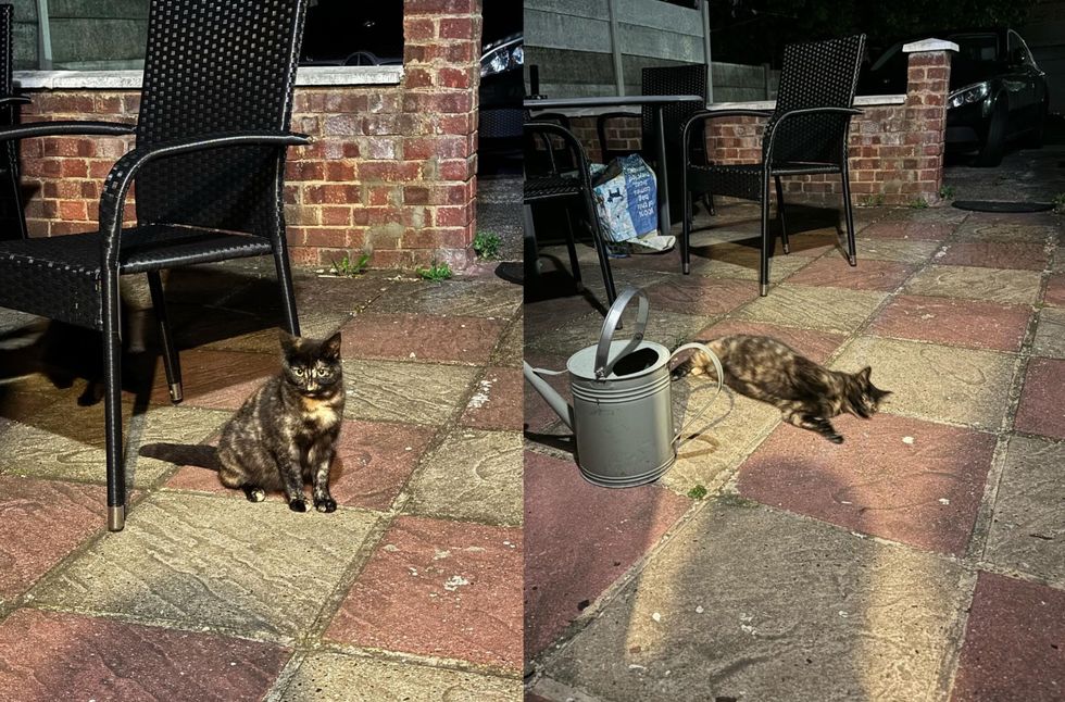 tortie cat rolling