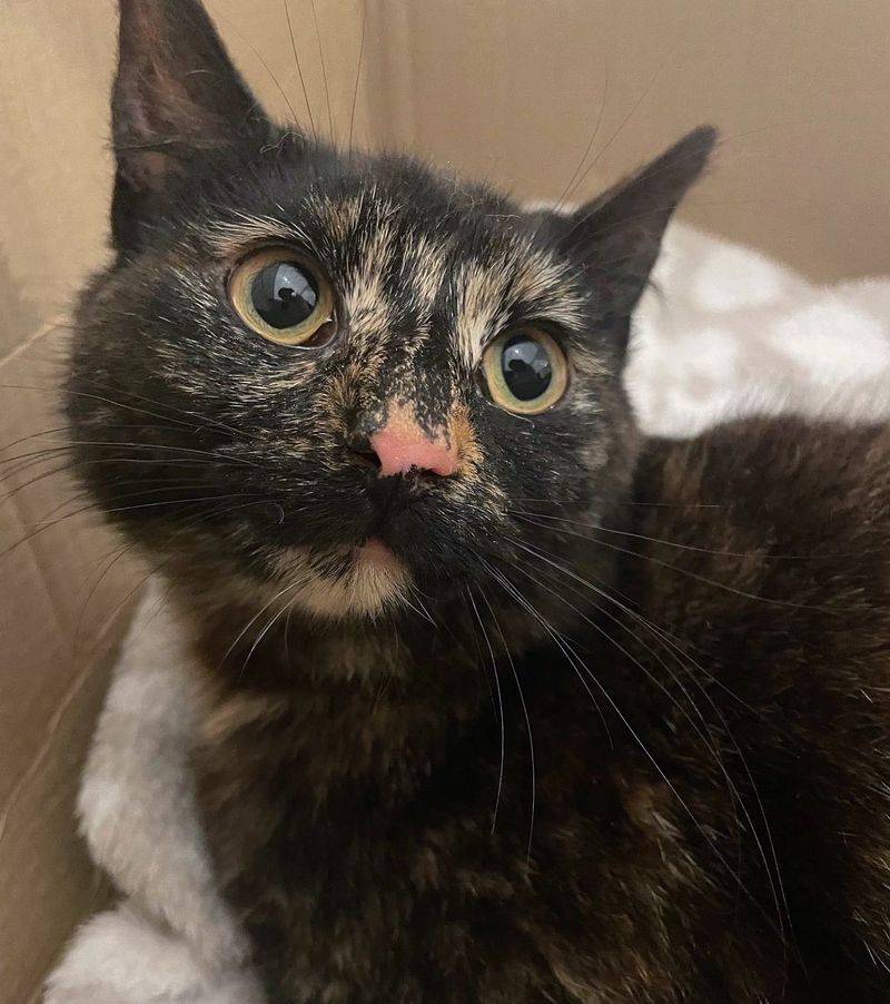 tortie cat big eyes