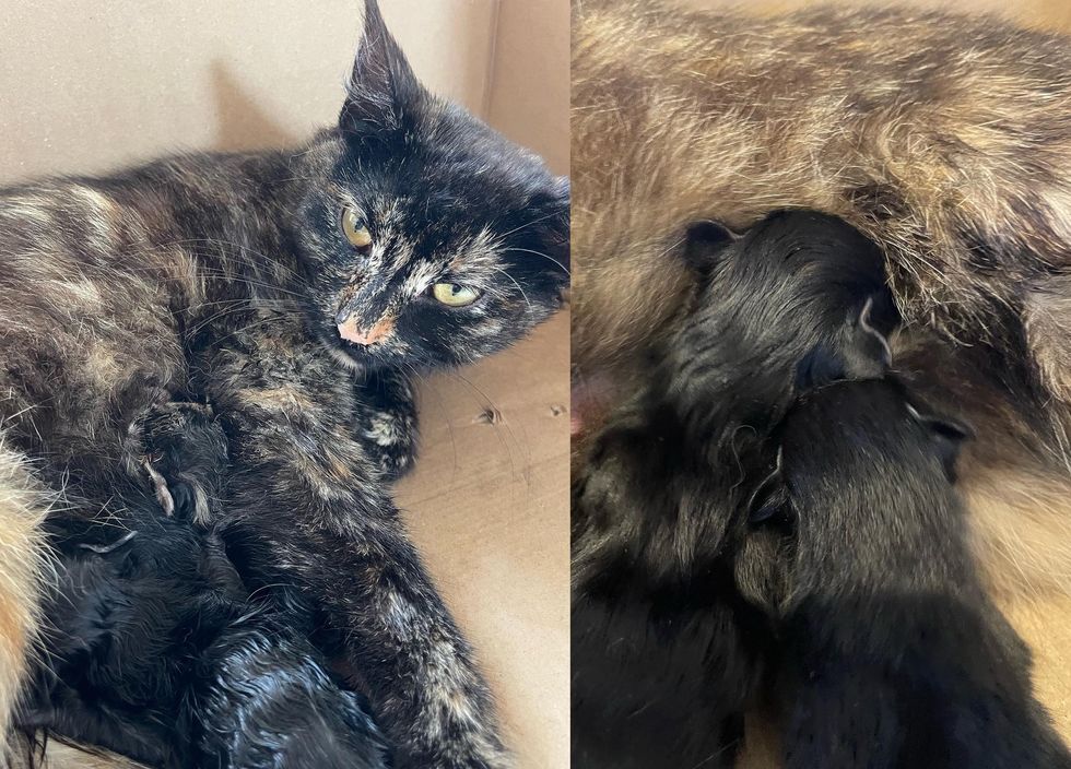 tortie cat nursing kittens