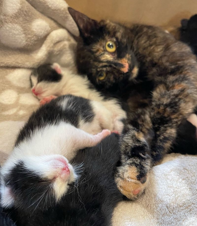 cat snuggling kittens tortie