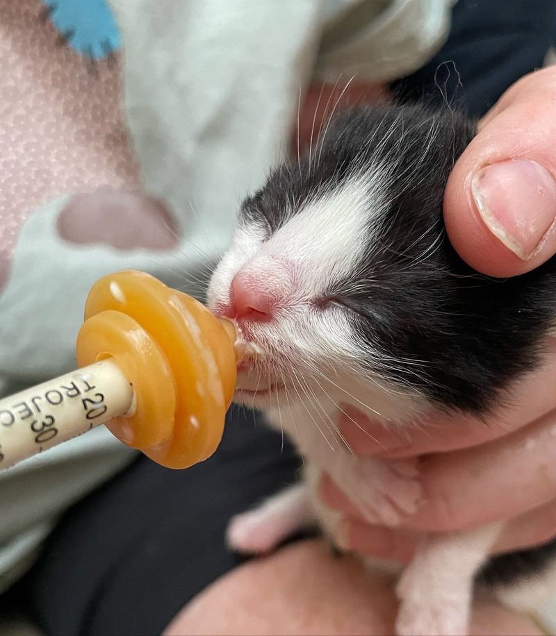 kitten bottle feeding