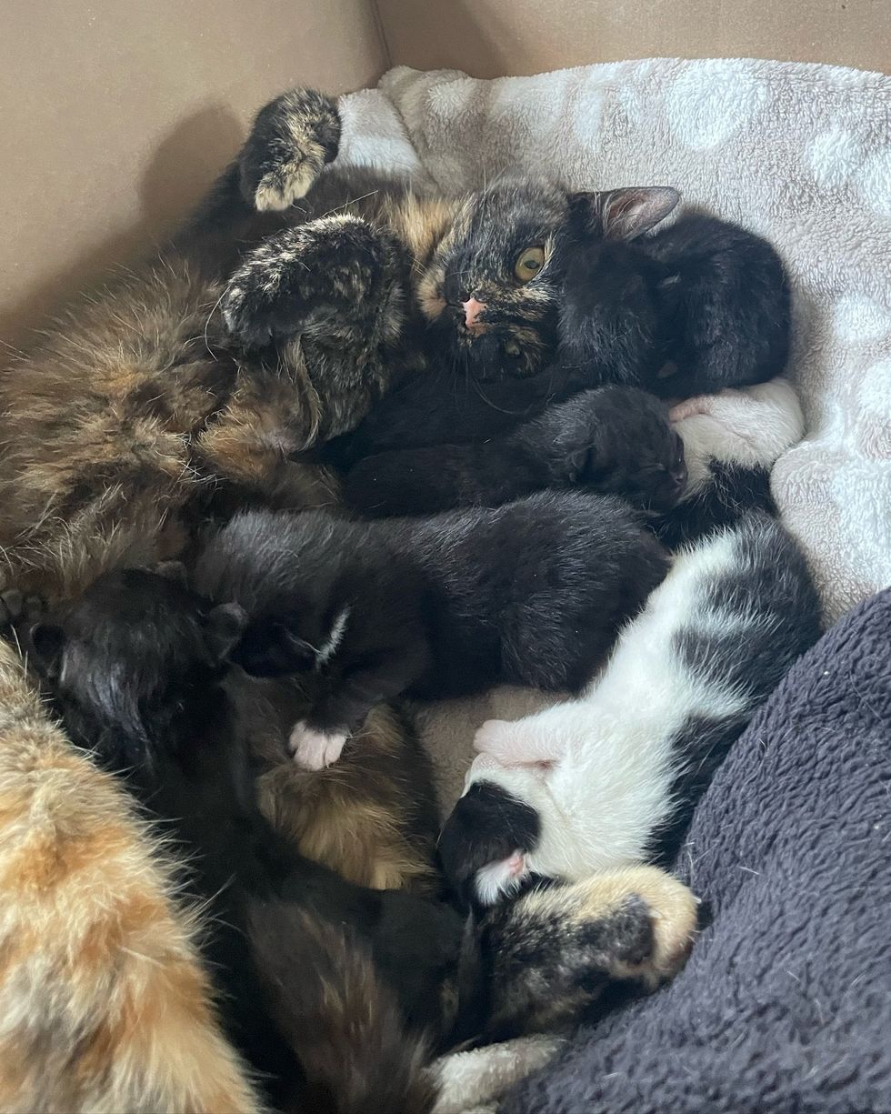 cat parent  nursing kittens