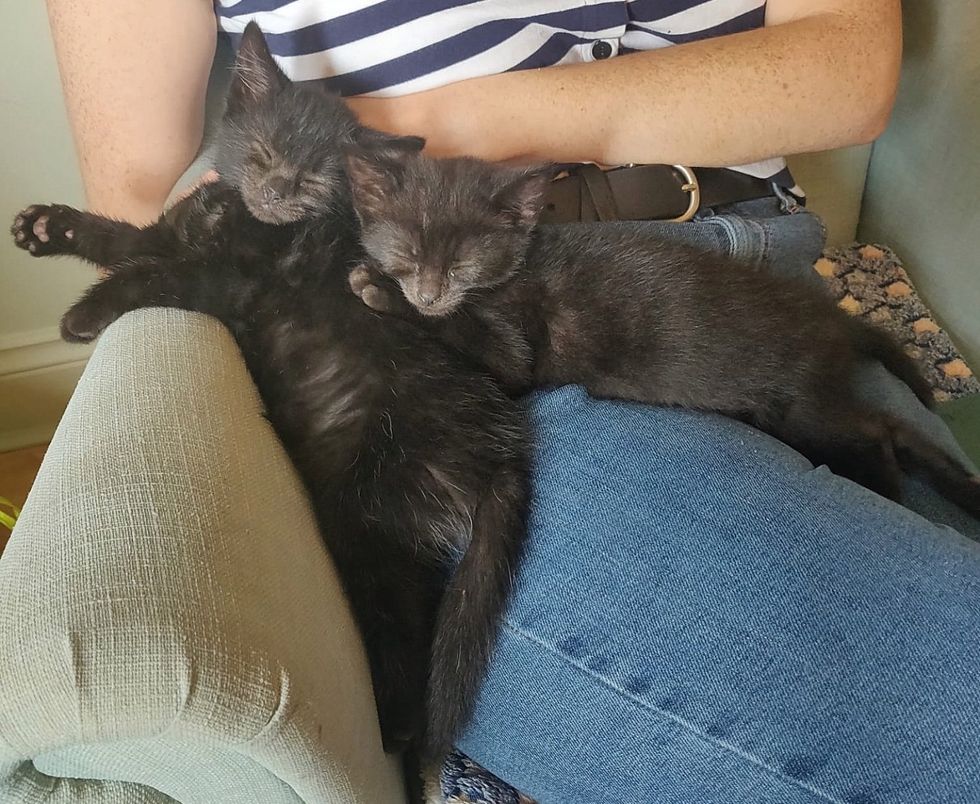 sleeping kittens lap cats