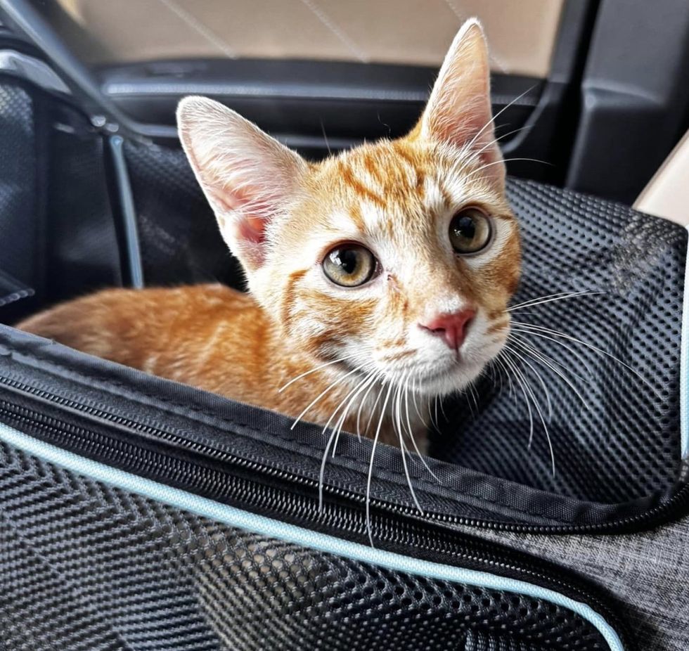 orange tabby cat carrier