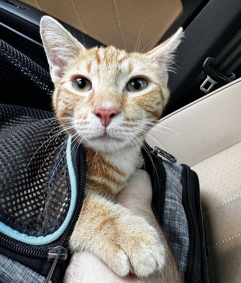 stray feline  rescued carrier