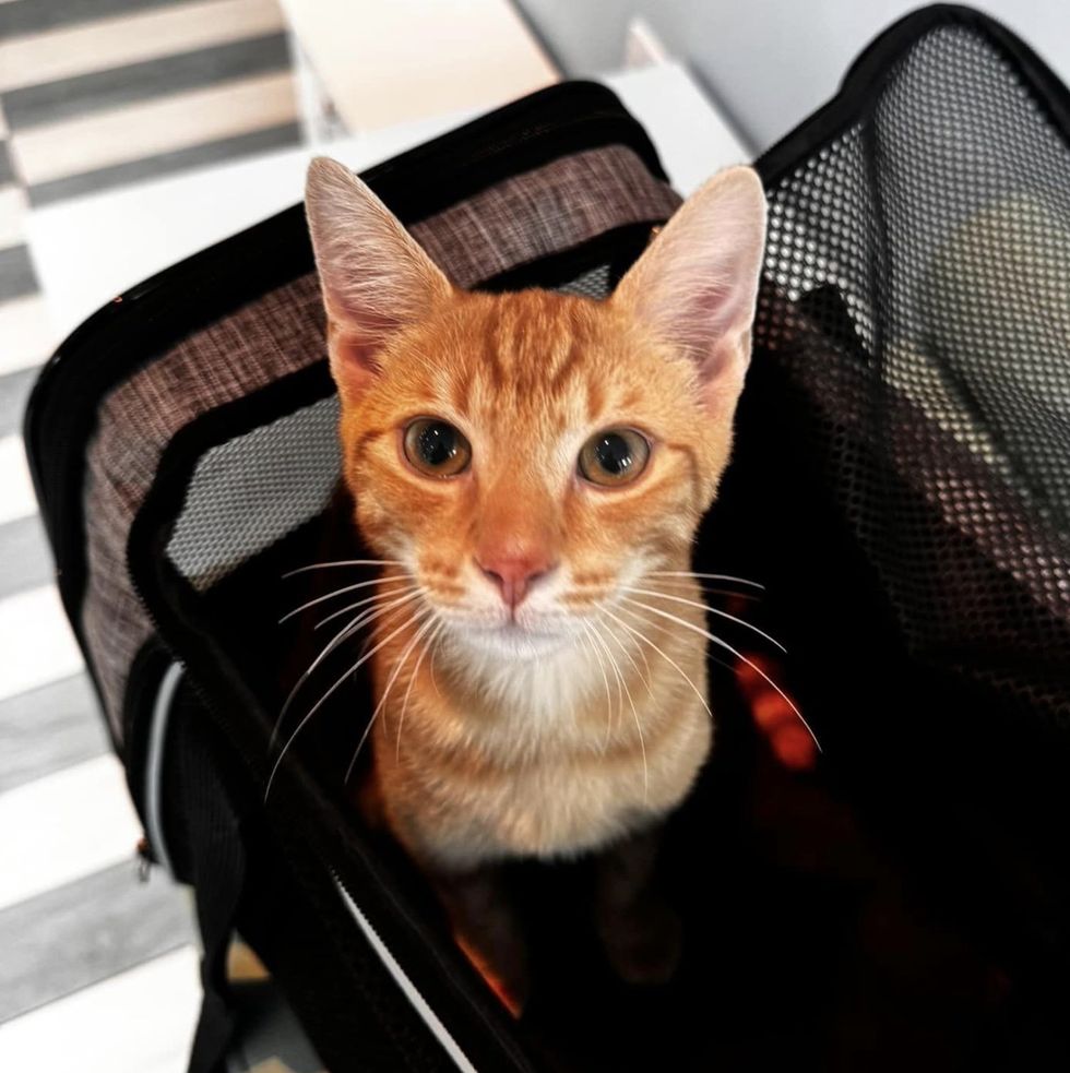 tabby feline  affable  carrier