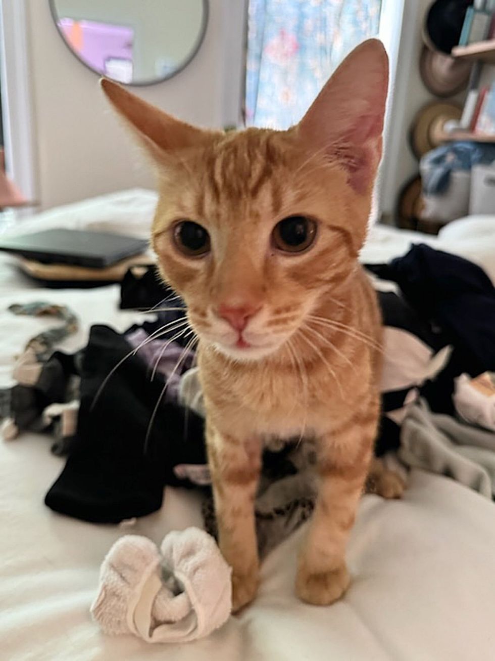 tabby feline  kitten laundry