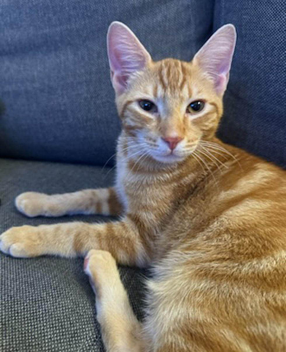 sweet tabby cat orange