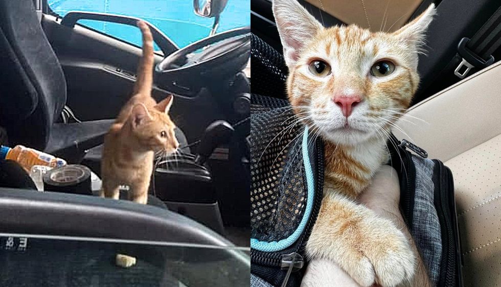 Young Cat Hopped into a Truck to 'Rescue Himself,' Turns Out He Picked the Perfect Place to do so