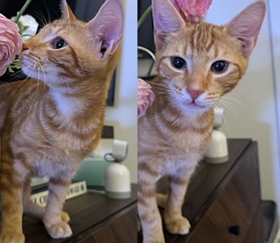 tabby orangish  kitten flowers