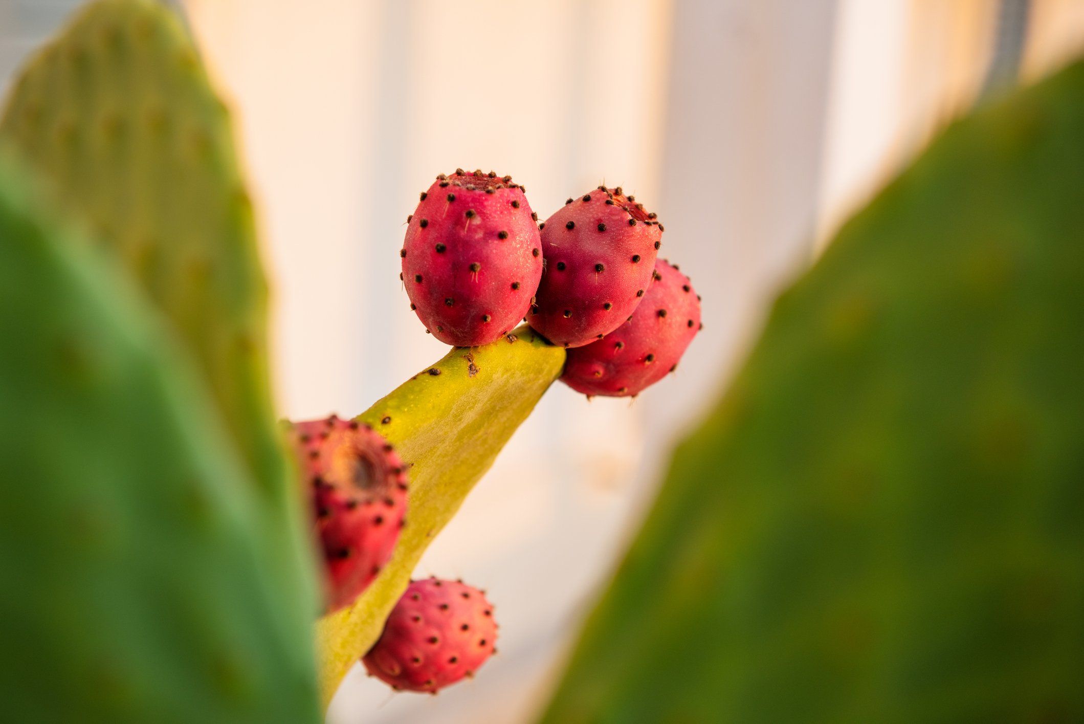 Lode al fico d’India, il frutto agostano che colora l’estate e aiuta a idratarci