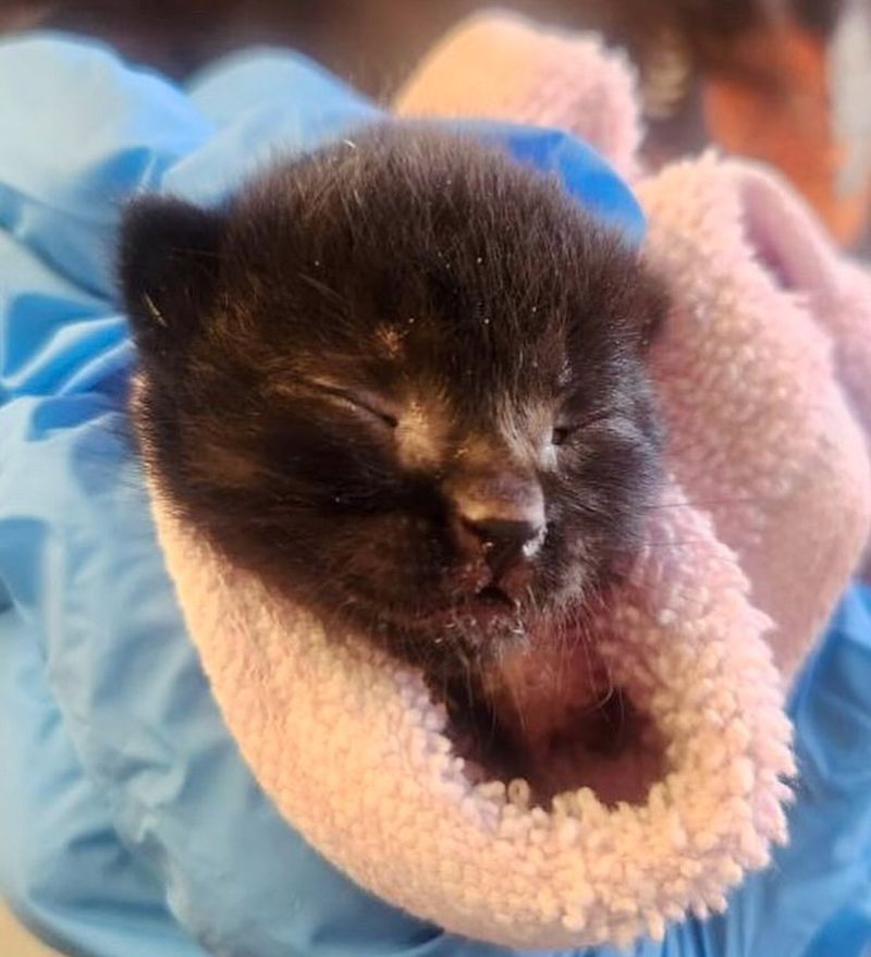 orphaned kitten tiny