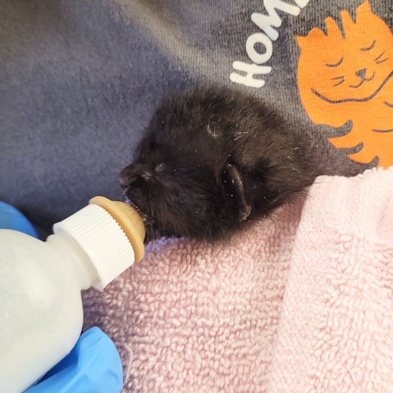 bottle feeding panther kitten