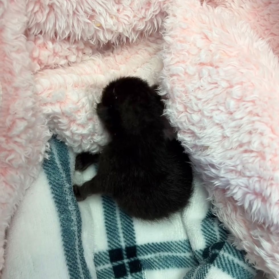 sleeping tiny panther kitten