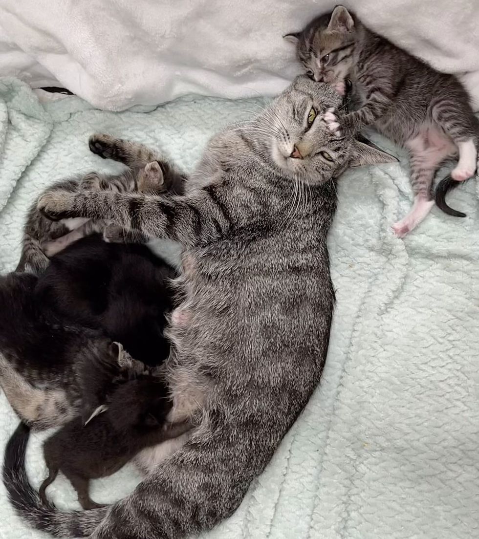 cat nursing kittens