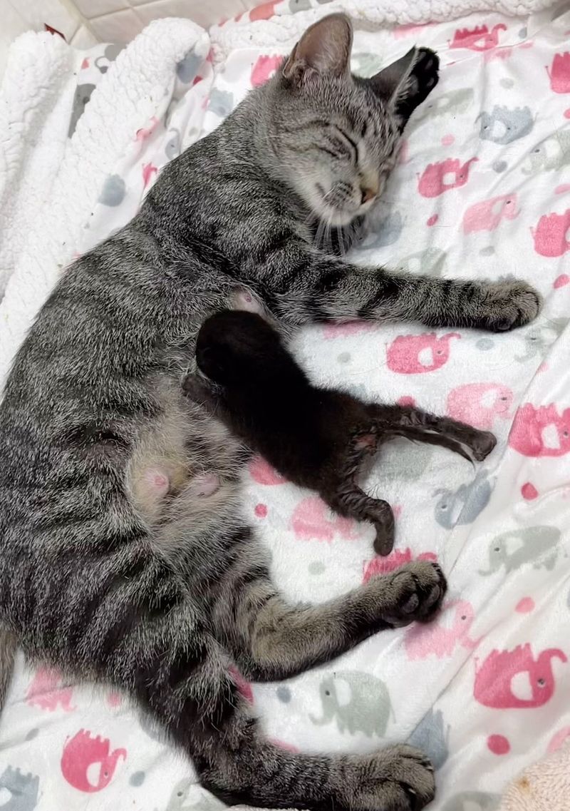 cat nursing tiny kitten