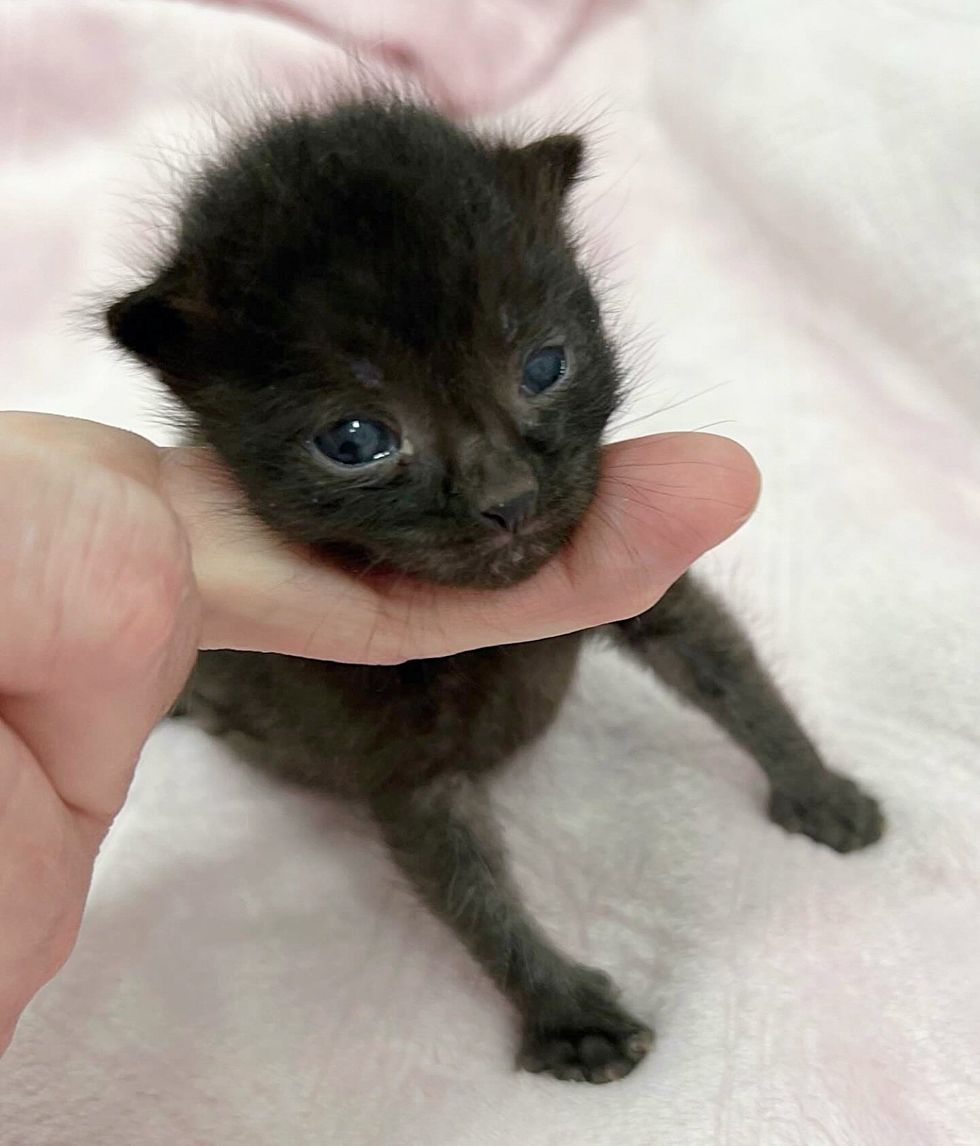 panther kitten eyes