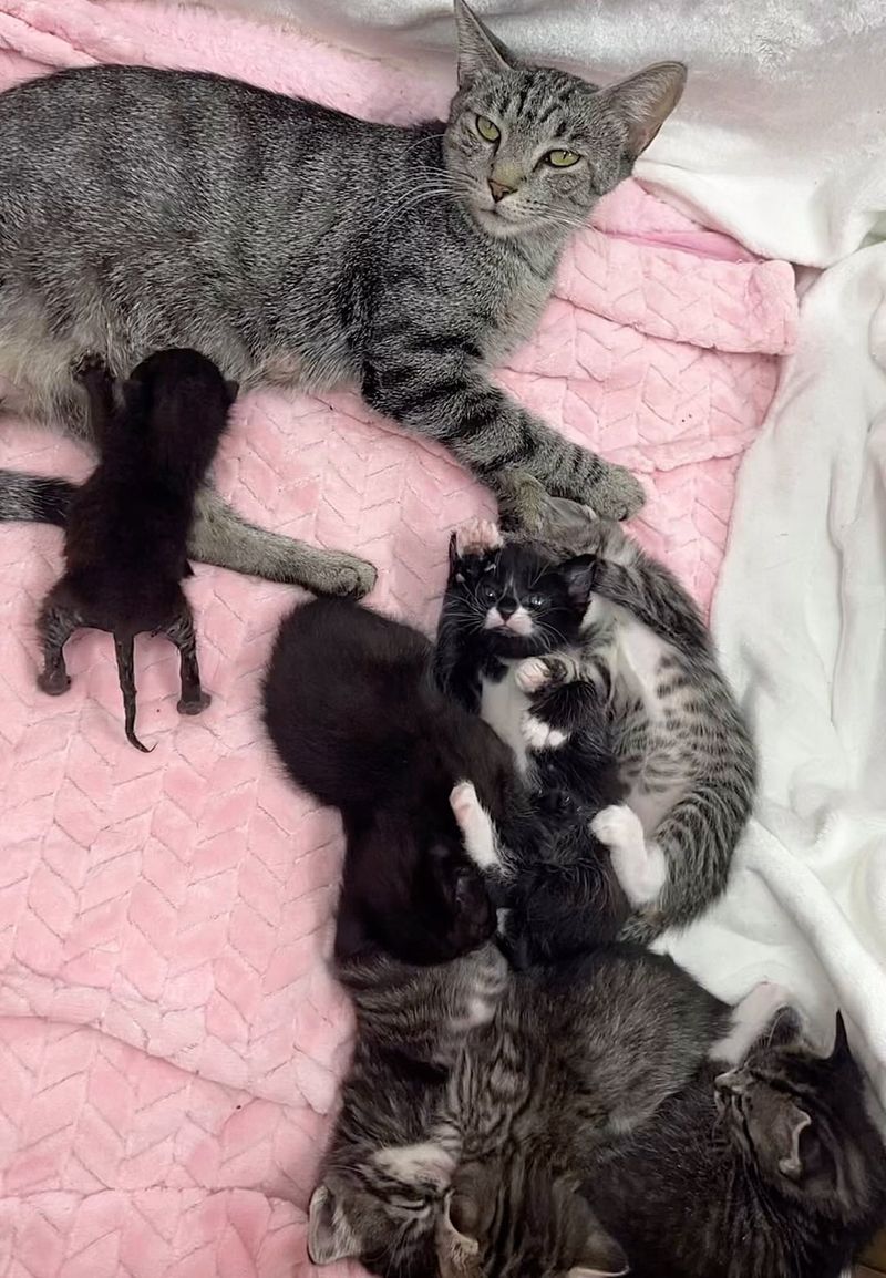 kittens sleeping nursing cat