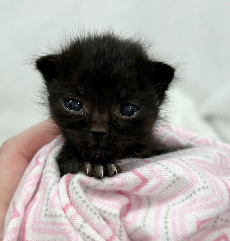 tiny panther kitten claws