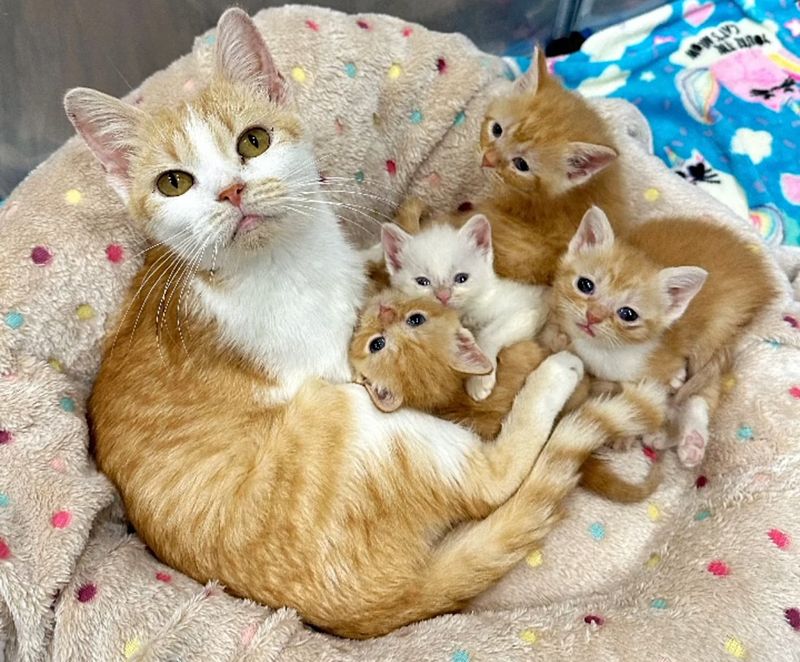 cat snuggling nursing kittens