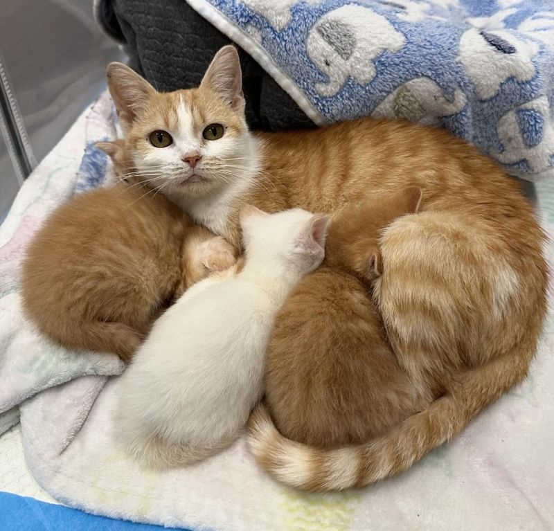 cat nursing kittens sweet