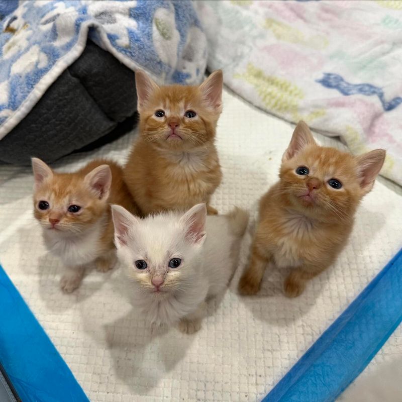 kittens orange tabbies