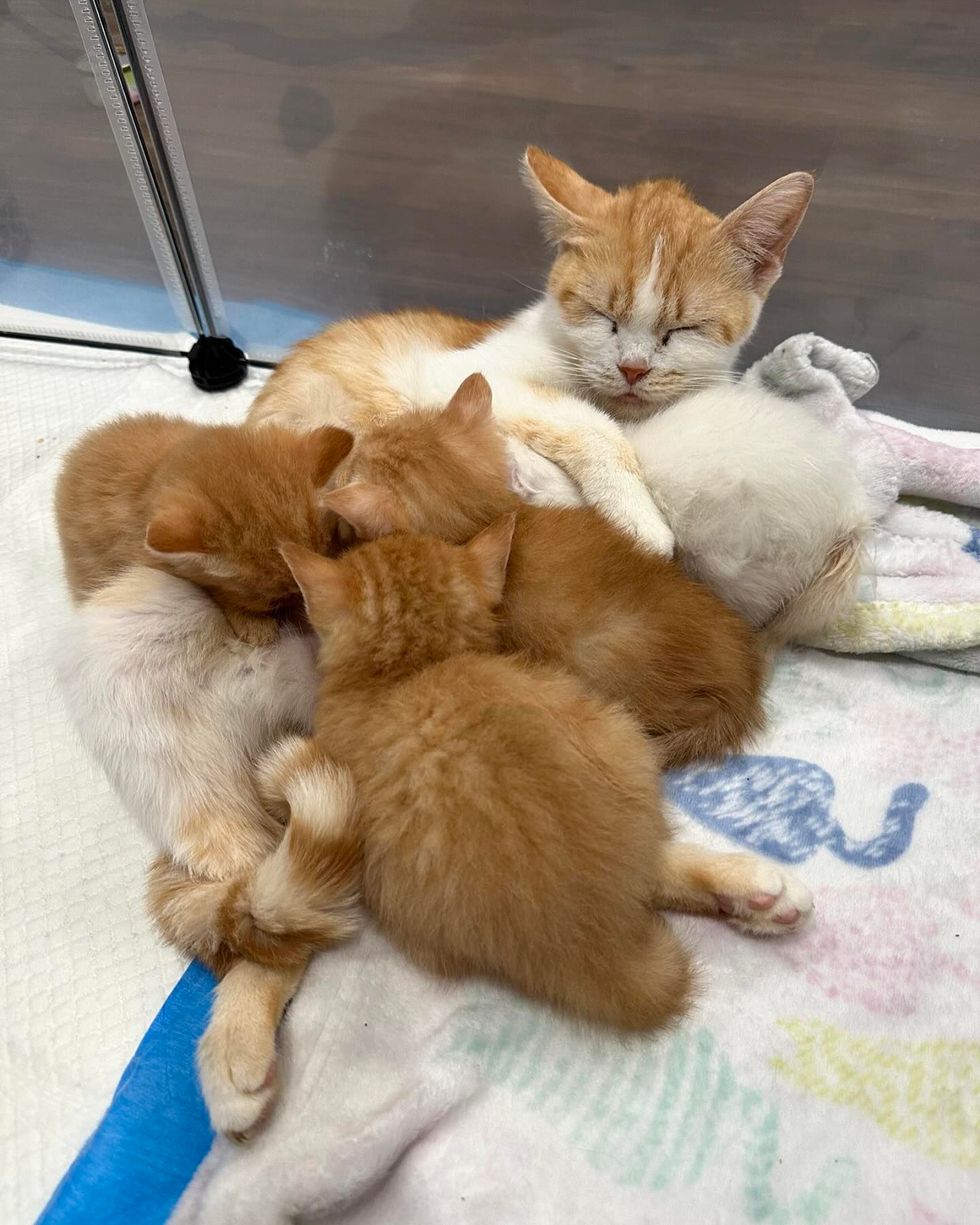 cat nursing kittens sweet