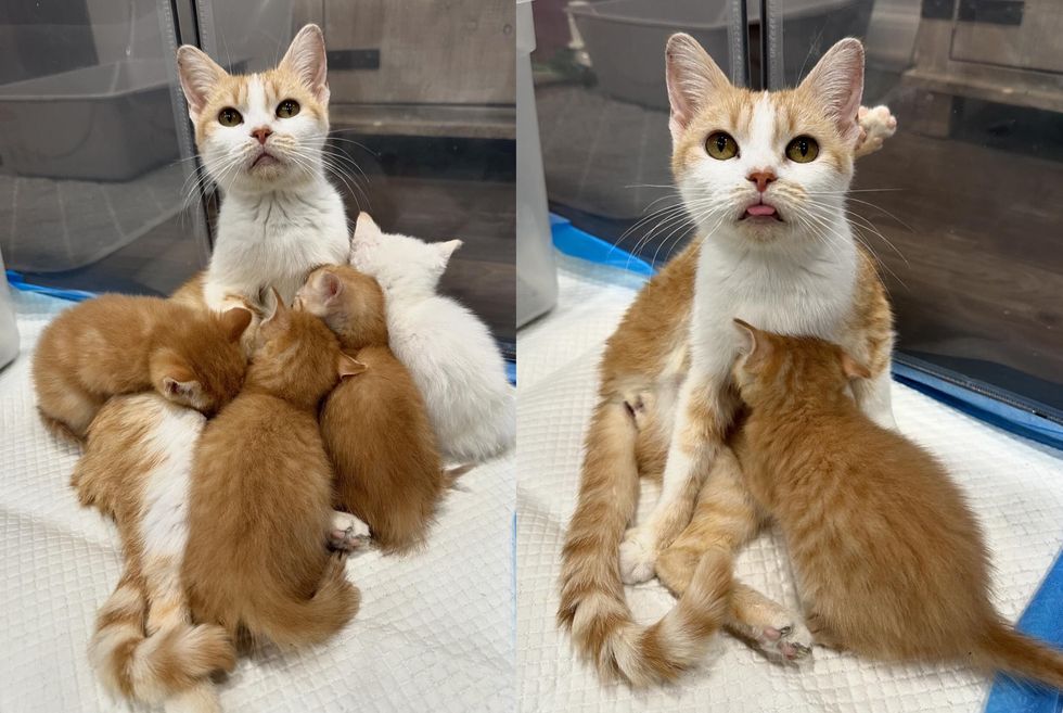 cat nursing kittens standing