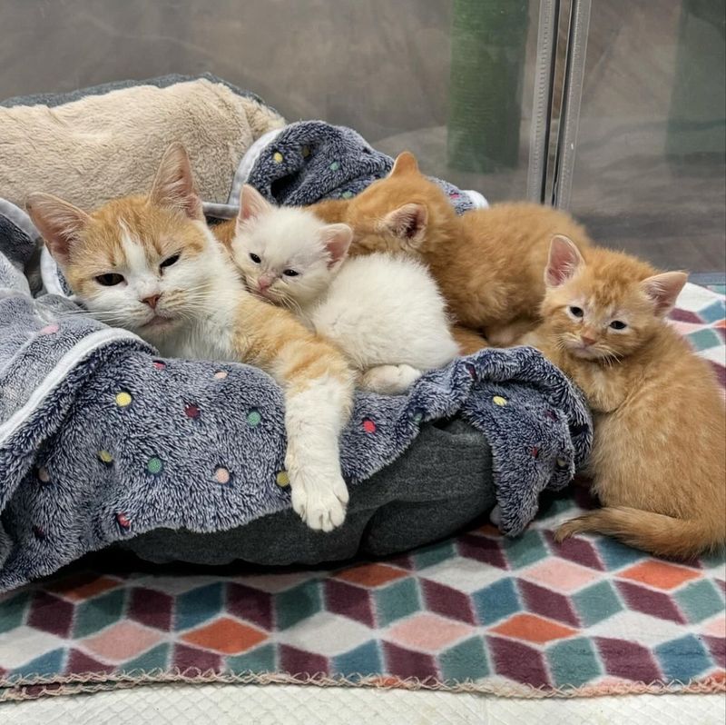 cat snuggling kittens mom