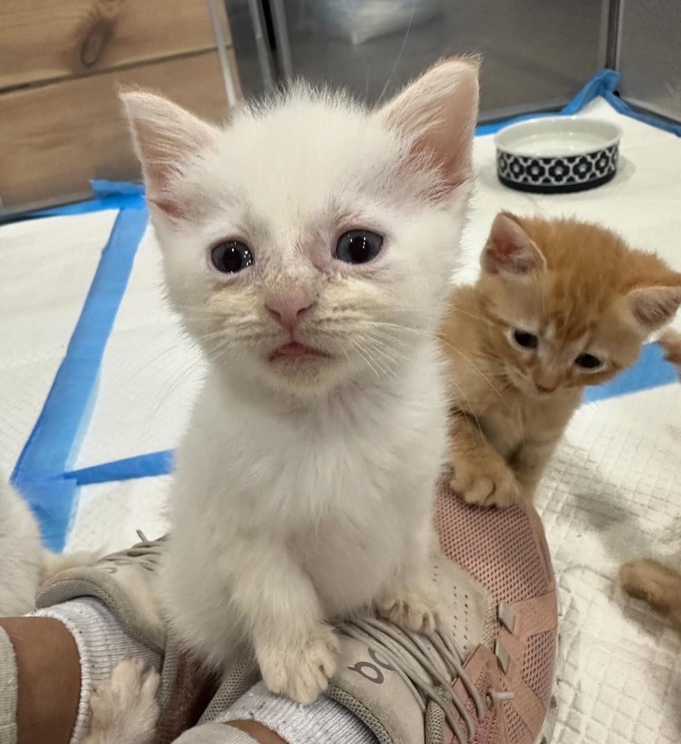 kittens climbing legs