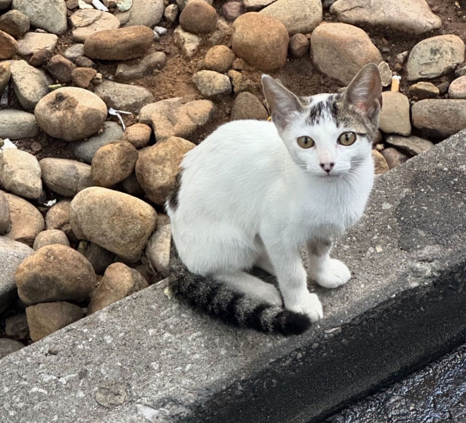 bordillo de gatito callejero