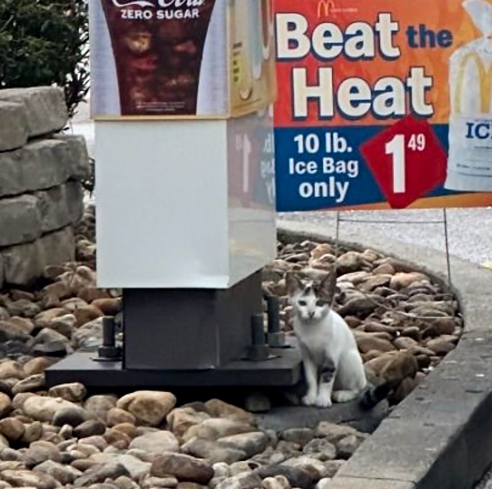 Servicio de recogida de gatitos callejeros en el auto