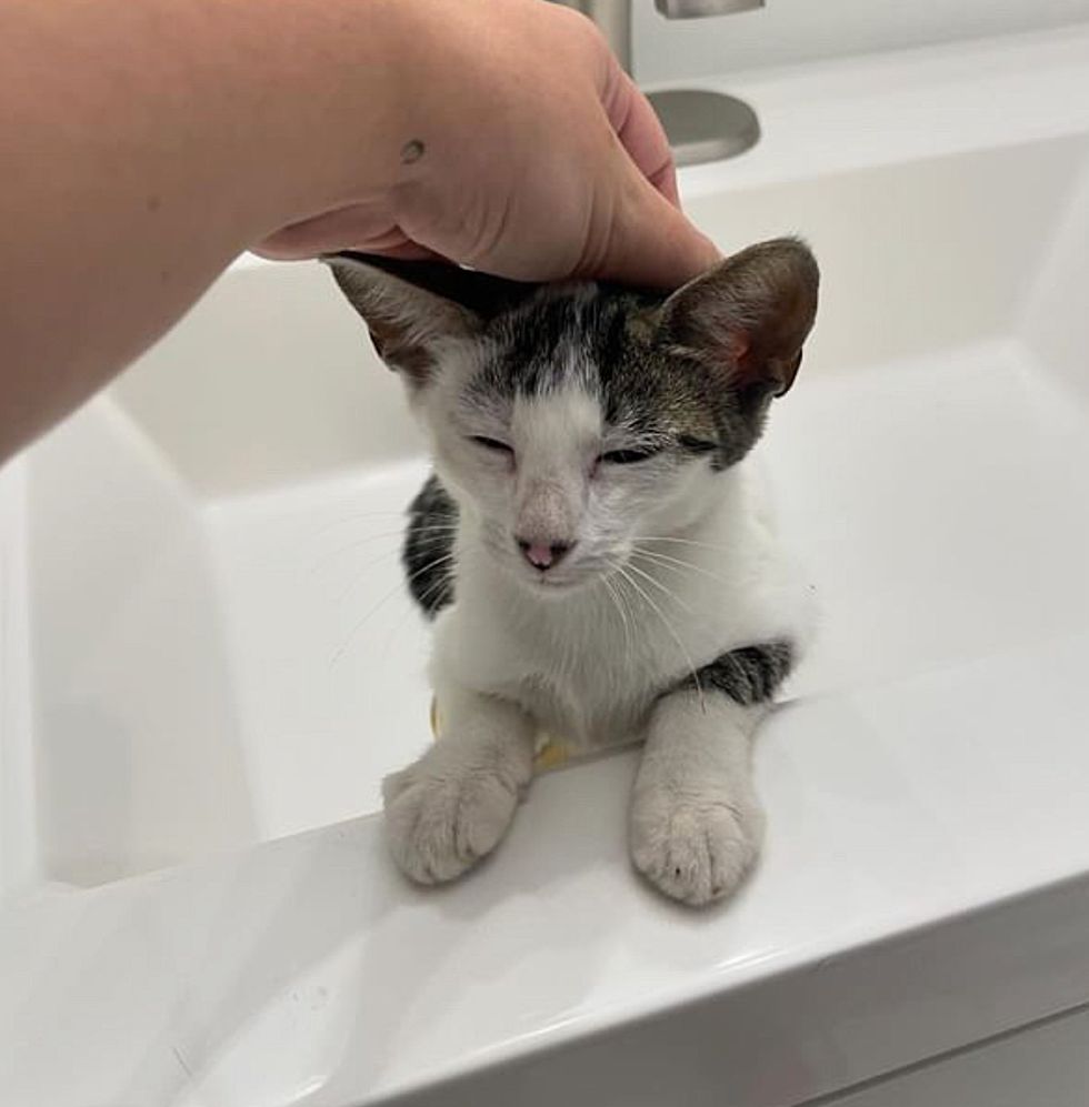 stray kitten sink happy