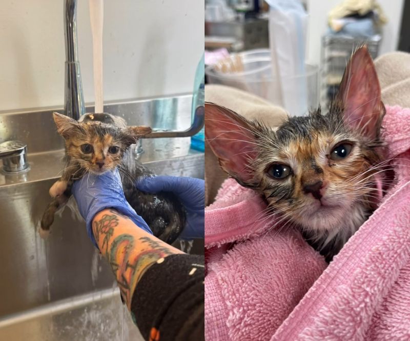 rescued kitten bath