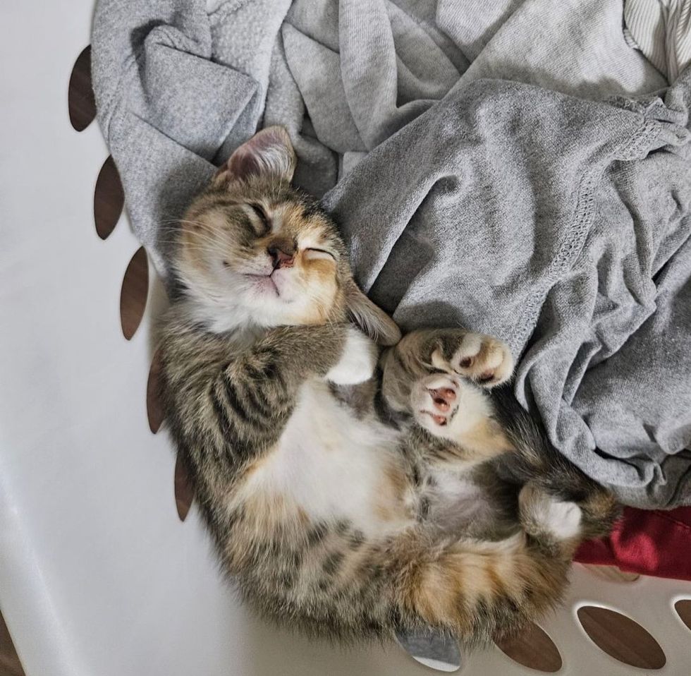 sleeping happy kitten laundry