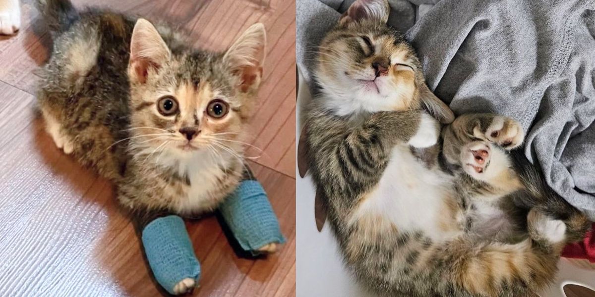 Cat Shelter Cat Tail Kitties Rescue Pet Adoption Cat Tail Kitties Rescue  Tiny Kitten Seen On The Road