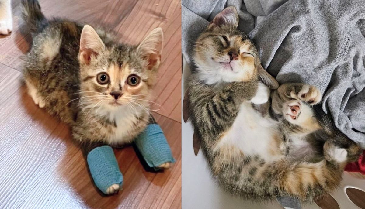 Tiny Kitten Seen on the Road Begging to Be Rescued Ends Up Having All Her Wishes Come True