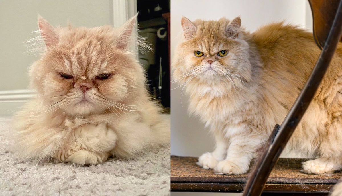 Cat Hoped for a Home for Months Until Someone Looked Past His 'Grumpy Old Man' Face and Took a Chance on Him