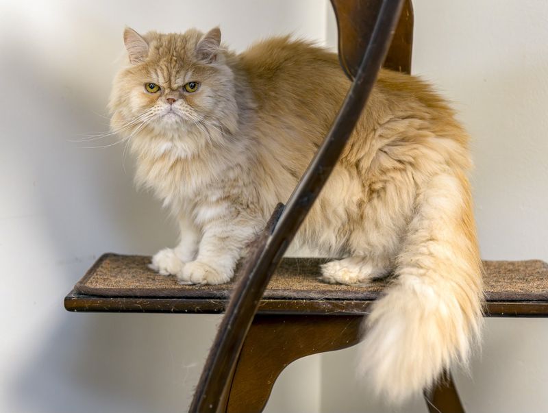 persian cat cream