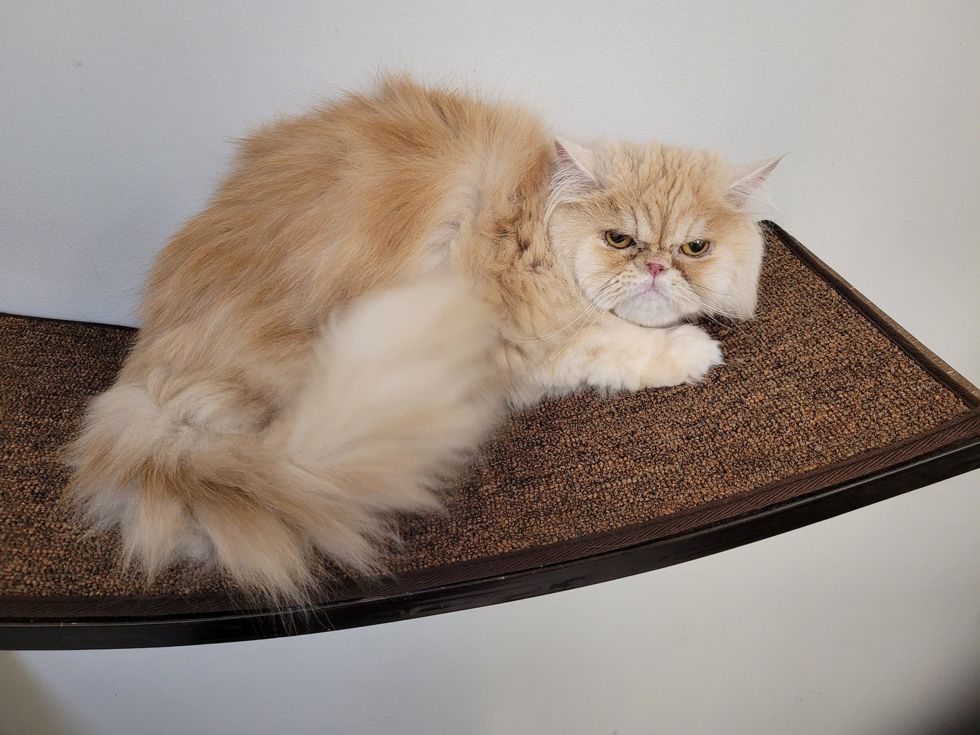 grump persian feline  grouch