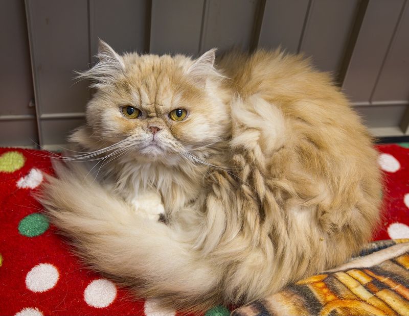 persian cat fluffy shelter