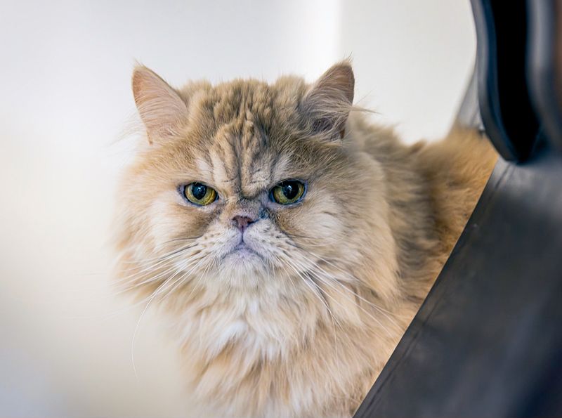 persian cat cream shelter