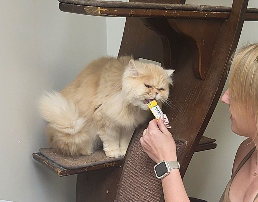 shelter persian feline  treats