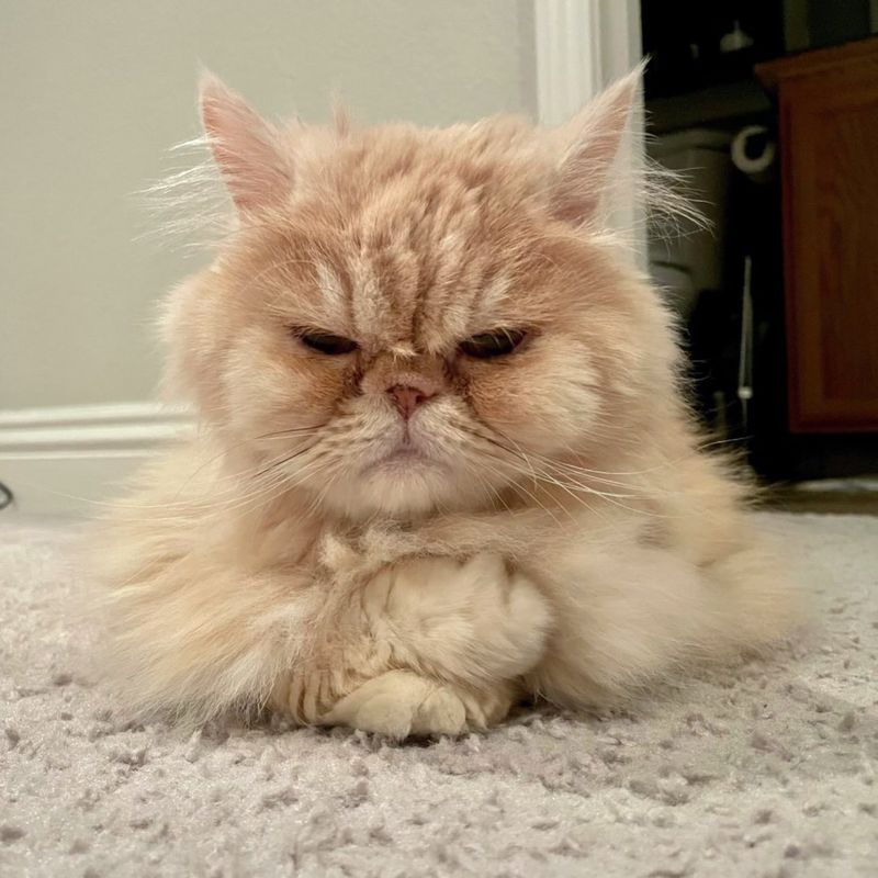 wise cat fluffy persian