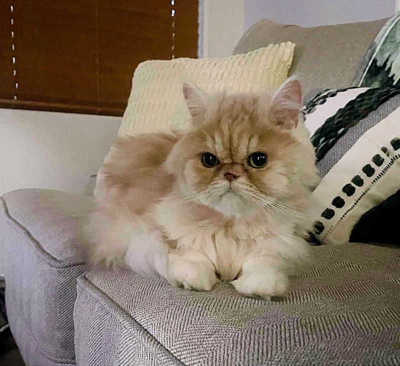 persian cat couch fluffy