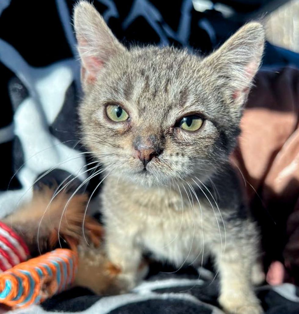 tiny kitten sweet