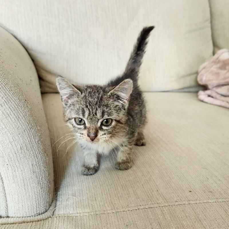 small kitten couch