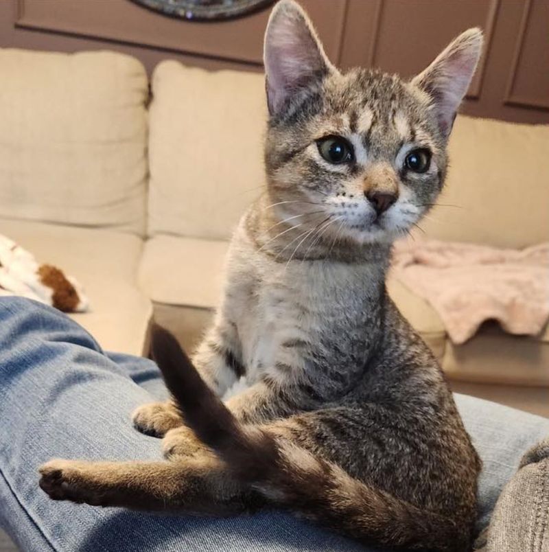 tiny kitten lap cat snuggles