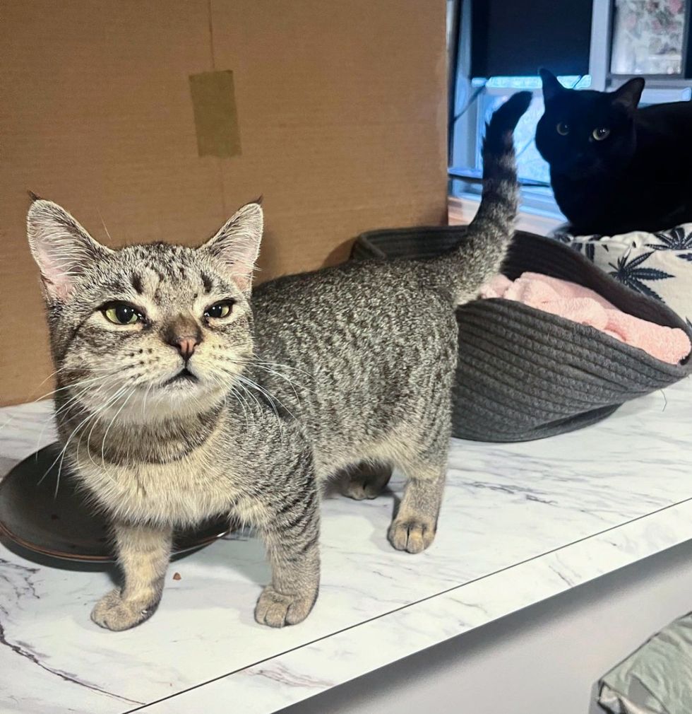 small cats kitchen counter