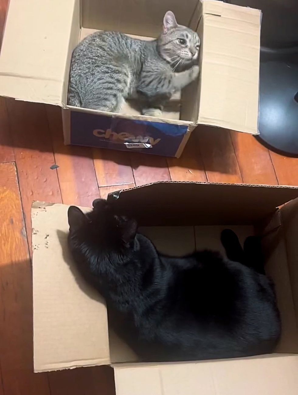 cats cardboard boxes